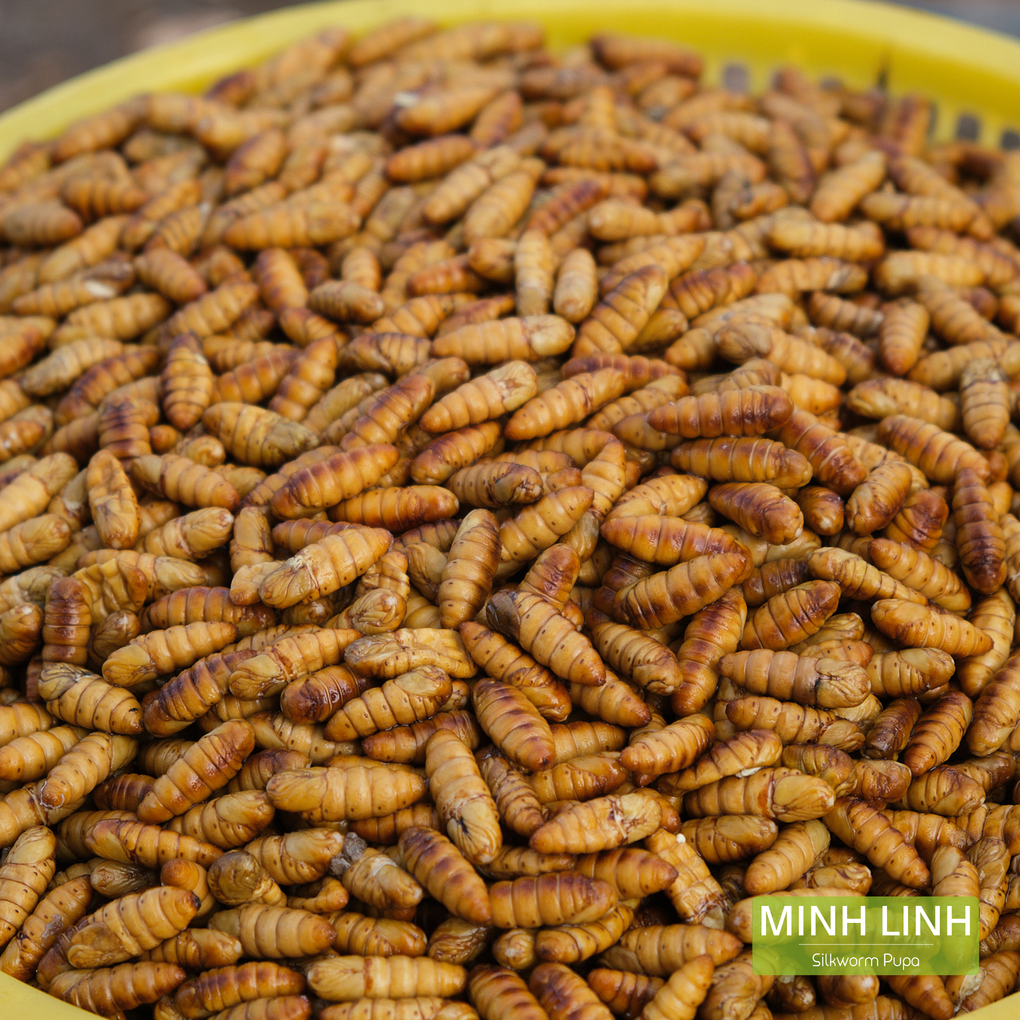 Nhộng nước là gì