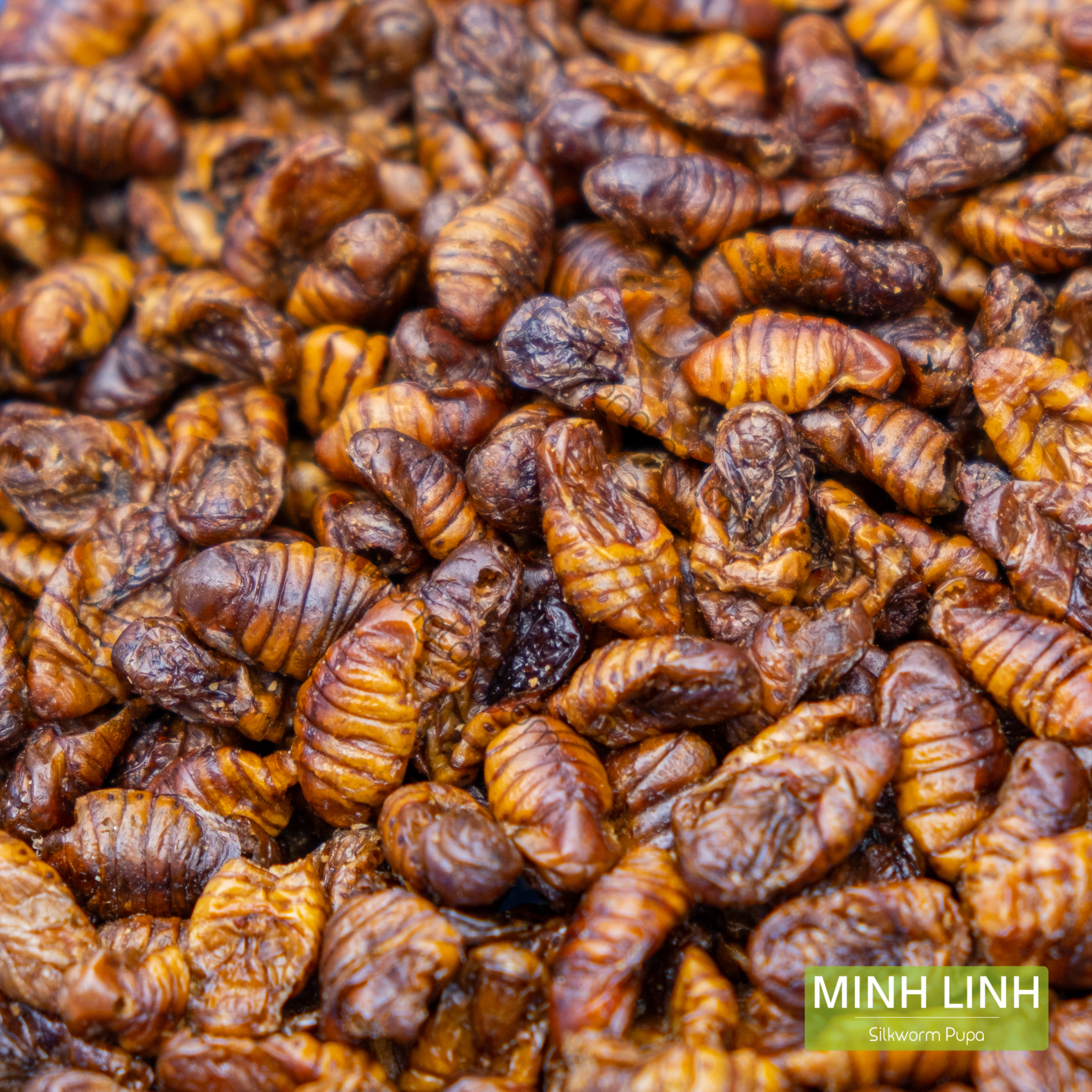 Nhộng Sấy là gì ?