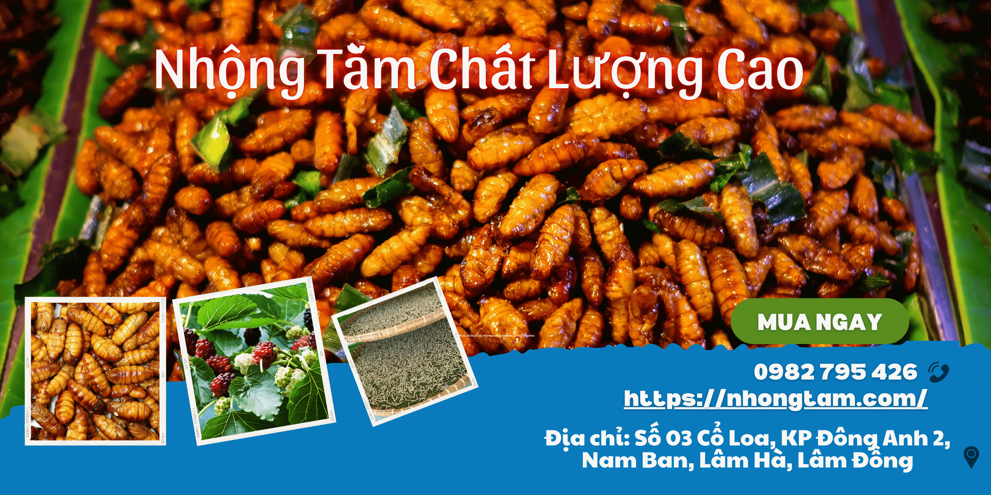 Nhộng Tằm Chất Lượng Cao: Lựa Chọn Tuyệt Vời Cho Doanh Nghiệp và Người Tiêu Dùng