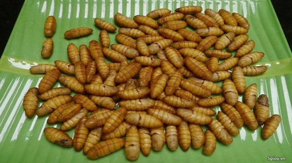 Nhộng Tằm Giá Rẻ Sài Gòn – Địa Chỉ Bán Uy Tín